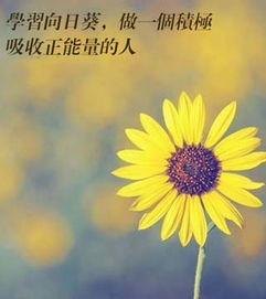 釋放我的正能量的句子