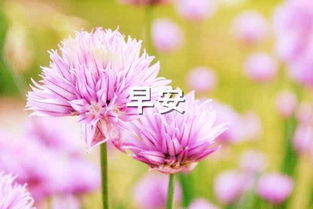 早上朋友圈鮮花正能量句子