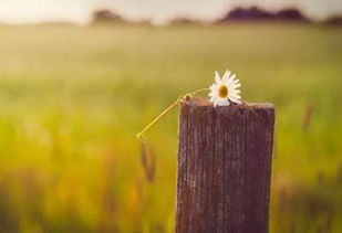 句子,能量,七夕正