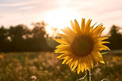 早上正能量發(fā)朋友圈的句子陽(yáng)光