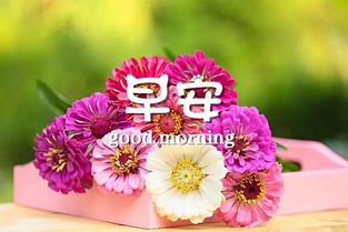 早安,短語,句子,能量