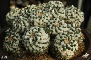 適合6月底正能量銷售句子