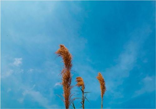 關于自律的正能量句子小學生