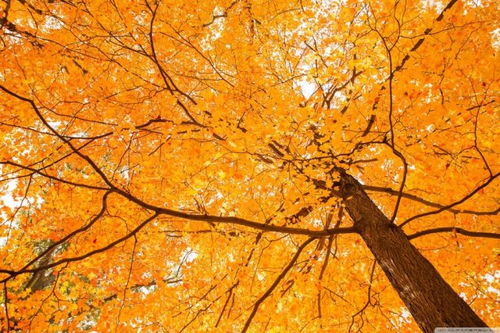 正能量句子秋天