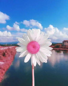 向日葵,簡短,句子,能量