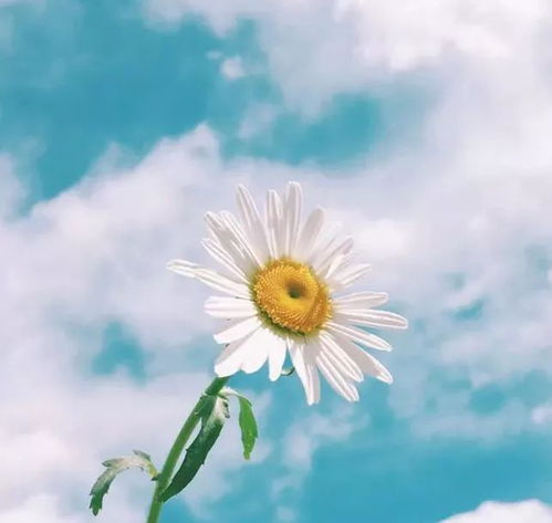 早上充滿(mǎn)正能量陽(yáng)光的句子,早上勵(lì)志陽(yáng)光正能量的句子,積極陽(yáng)光正能量的句子