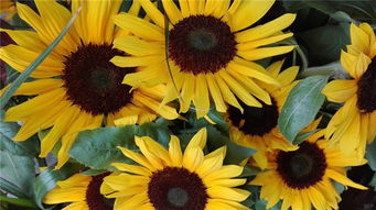 珍愛生命熱愛正能量句子