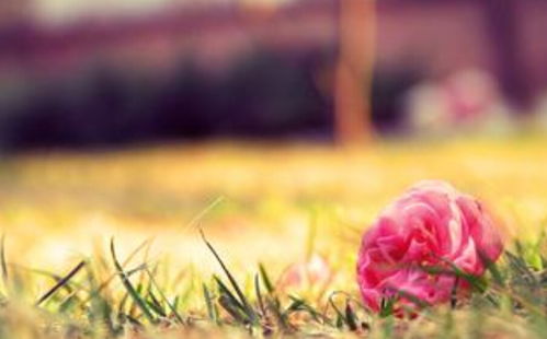 花的正能量句子大全