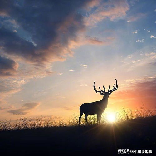 陽光心態(tài)正能量的八字句子