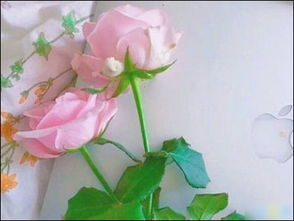 周末發(fā)朋友圈的愉快句子正能量