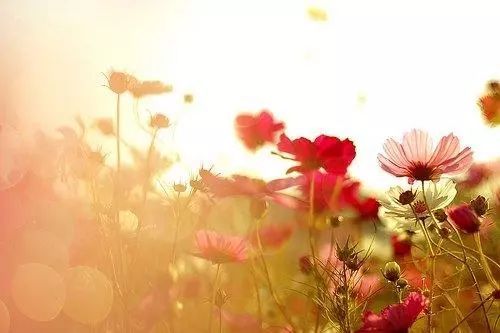 積極向上正能量的句子八個字,積極向上正能量的句子短句,工作積極向上正能量的句子