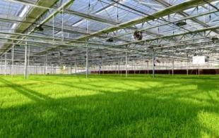 大棚搭建薄膜記入什么會計科目