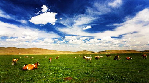 草原植被恢復(fù)費(fèi)會計(jì)科目