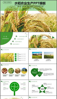 水稻種植農(nóng)場(chǎng)會(huì)計(jì)科目如何設(shè)置