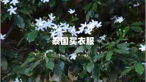 泰國(guó)買衣服