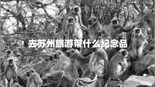 去蘇州旅游帶什么紀(jì)念品