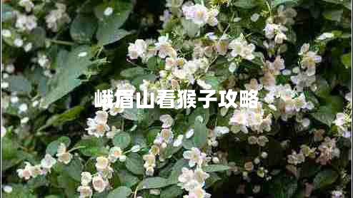 峨眉山看猴子攻略 峨眉山看猴子攻略