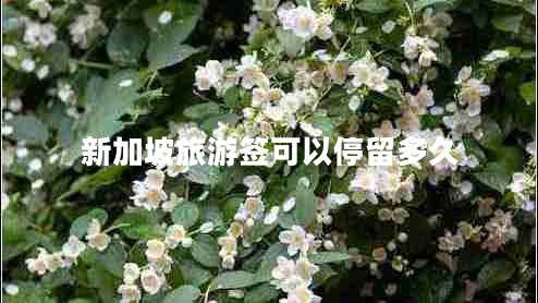 新加坡旅游簽可以停留多久