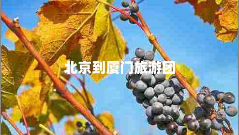 北京到廈門旅游團(tuán)