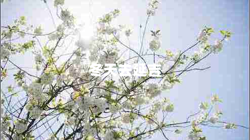 冬天去延吉 冬天去延吉