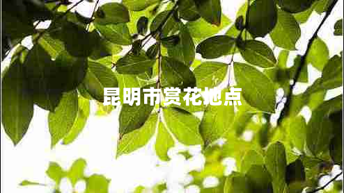 昆明市賞花地點(diǎn)
