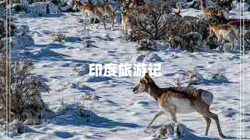 印度旅游記 印度旅游記