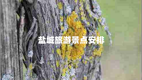 鹽城旅游景點安排