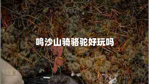 鳴沙山騎駱駝好玩嗎