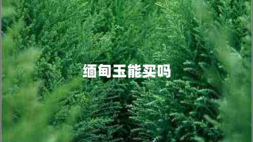 緬甸玉能買(mǎi)嗎