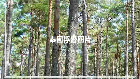 泰國(guó)浮潛圖片