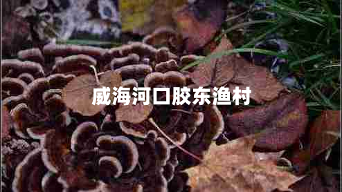 威海河口膠東漁村