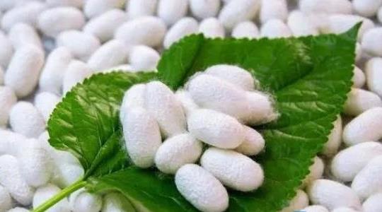 養(yǎng)蠶一年能賺多少錢