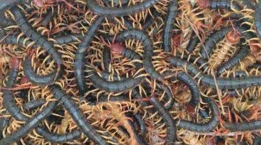 蜈蚣怕什么 蜈蚣怕什么