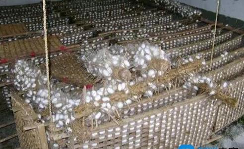 養(yǎng)蠶為什么必須養(yǎng)三年 養(yǎng)蠶為什么必須養(yǎng)三年