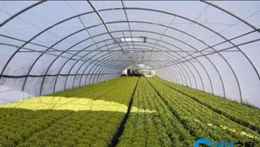 建一個二畝地的大棚多少錢 建一個二畝地的大棚多少錢