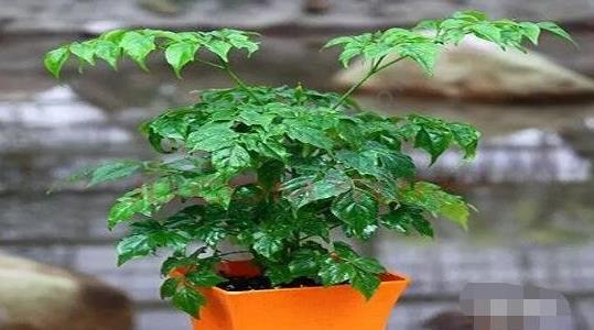 幸福樹的養(yǎng)殖方法和注意事項(xiàng)