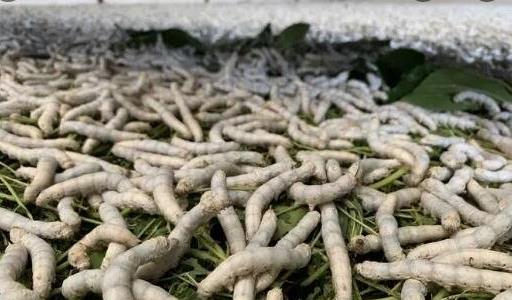 養(yǎng)蠶為什么必須養(yǎng)三年 養(yǎng)蠶為什么必須養(yǎng)三年