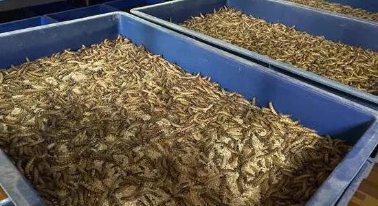 蛋白蟲養(yǎng)殖是真的嗎 蛋白蟲養(yǎng)殖是真的嗎