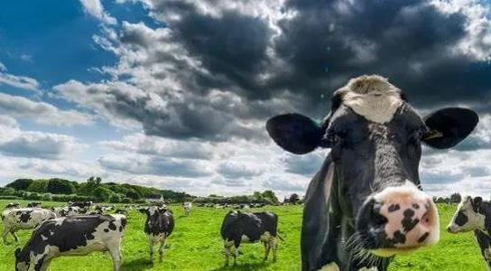 一頭奶牛多少錢 一頭奶牛多少錢