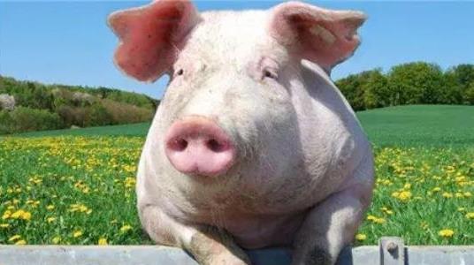 養(yǎng)一頭豬多少錢 養(yǎng)一頭豬多少錢