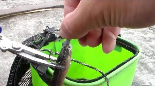 泥鰍釣魚(yú)為什么被禁止 泥鰍釣魚(yú)為什么被禁止