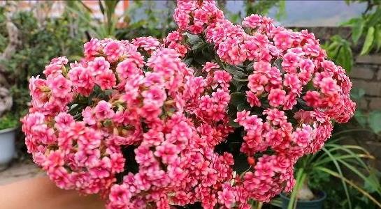 長壽花的養(yǎng)殖方法和注意事項 長壽花的養(yǎng)殖方法和注意事項