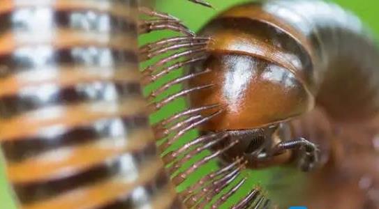 千足蟲有人收嗎多少錢一斤 千足蟲有人收嗎多少錢一斤