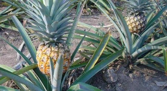 菠蘿長(zhǎng)在樹上還是地上