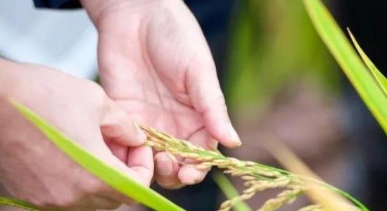 雜交水稻什么時(shí)候問世 雜交水稻什么時(shí)候問世