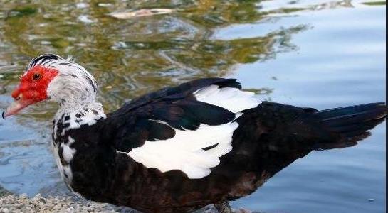 番鴨養(yǎng)殖成本與利潤(rùn)