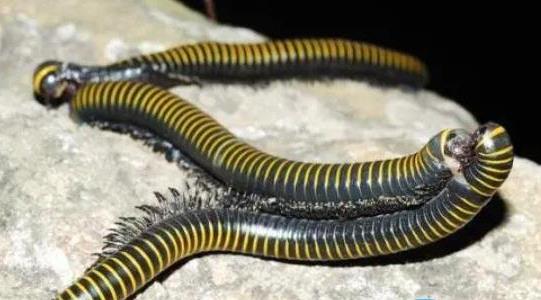 千足蟲有人收嗎多少錢一斤 千足蟲有人收嗎多少錢一斤