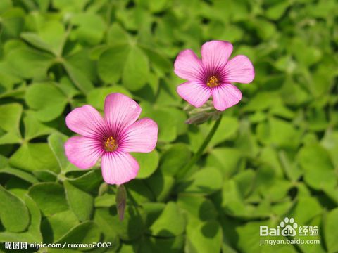 小鳥幫助哪些植物傳播種子的方法
