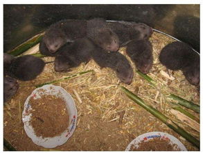 竹鼠的養(yǎng)殖條件方法應注意哪些問題