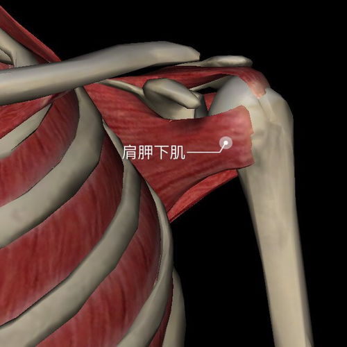 0肩袖撕裂保守治療的方法有哪些